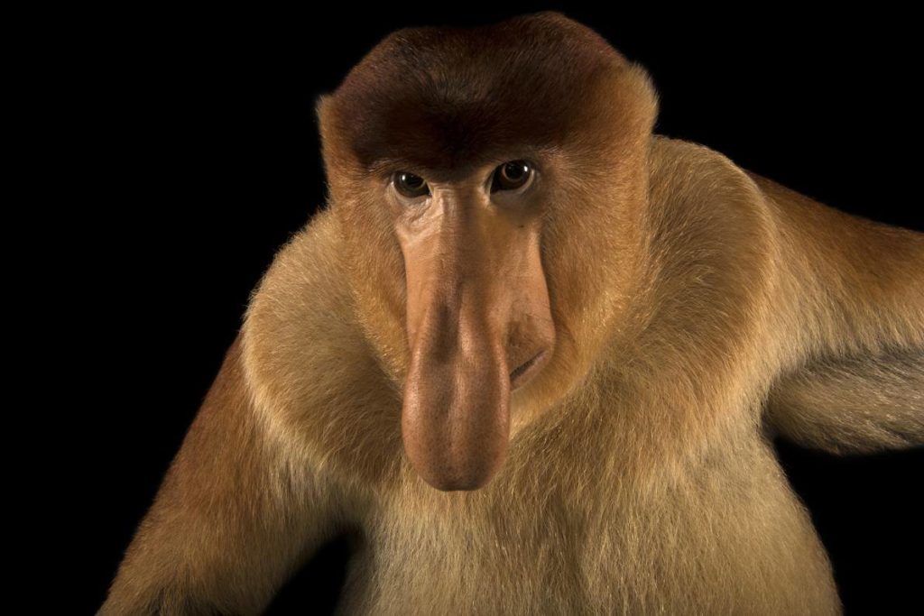 Proboscis monkey seen in places in Sabah