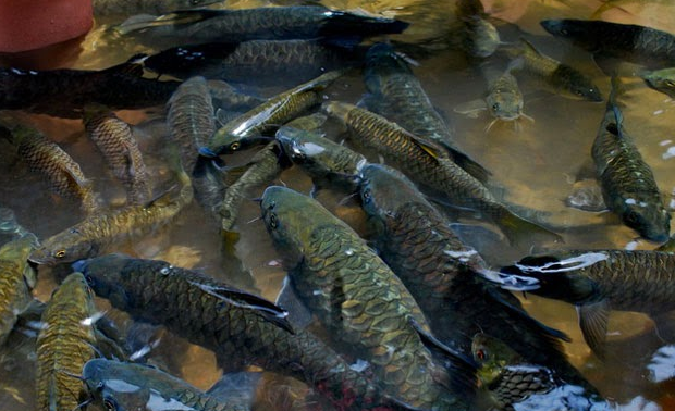 Moroli River Fish Therapy